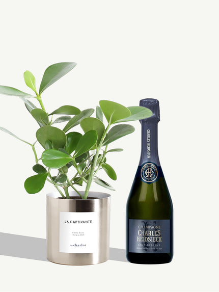 Coffret Standard Plantes et Petit Champagne Brut