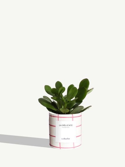 La Délicate