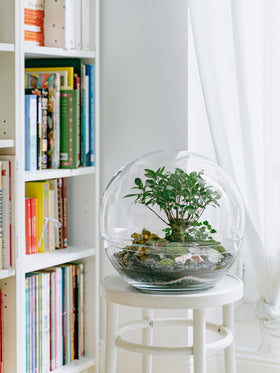 Terrarium Bulle Grandiose