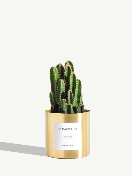 Cactus - Le Capitaine