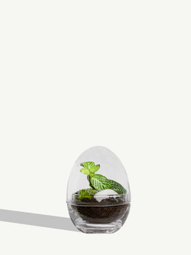 Terrarium Cocon miniature