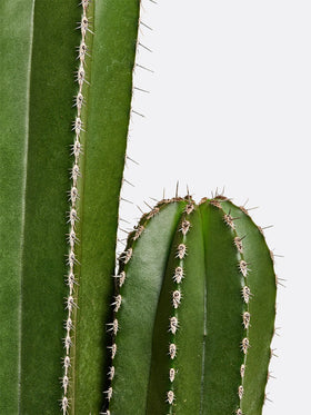 Cactus - Le Dandy