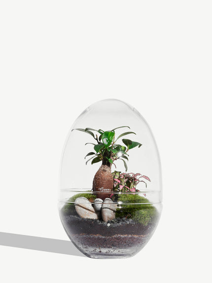 Terrarium Grand Cocon