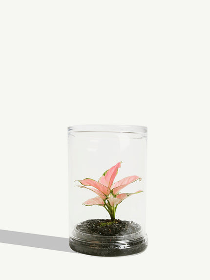 Terrarium La Rayonnante